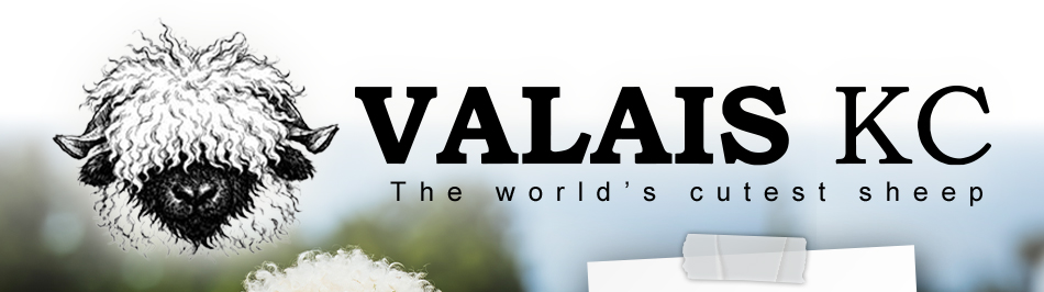 Valais KC - The Cutest Sheep in the World