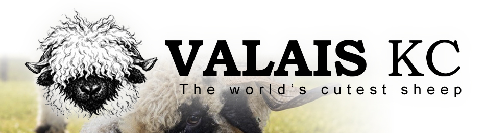 Valais KC - The Cutest Sheep in the World