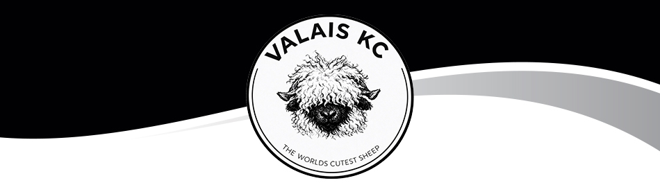 Valais KC - The Cutest Sheep in the World
