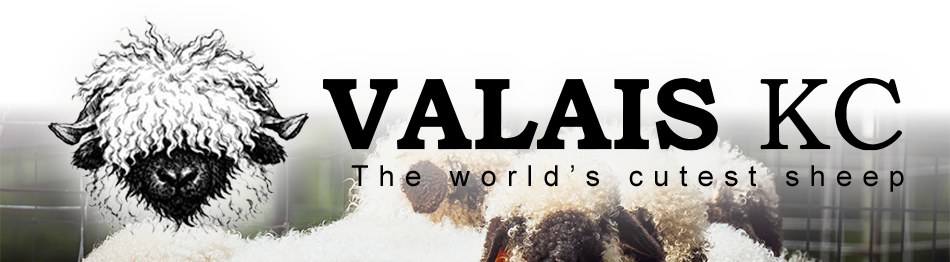 Valais KC - The Cutest Sheep in the World