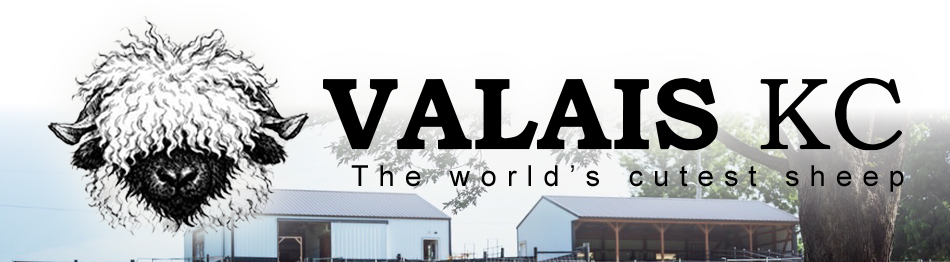 Valais KC - The Cutest Sheep in the World