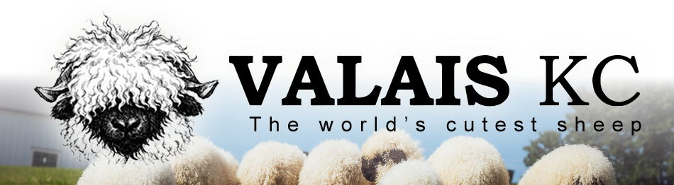 Valais KC - The Cutest Sheep in the World